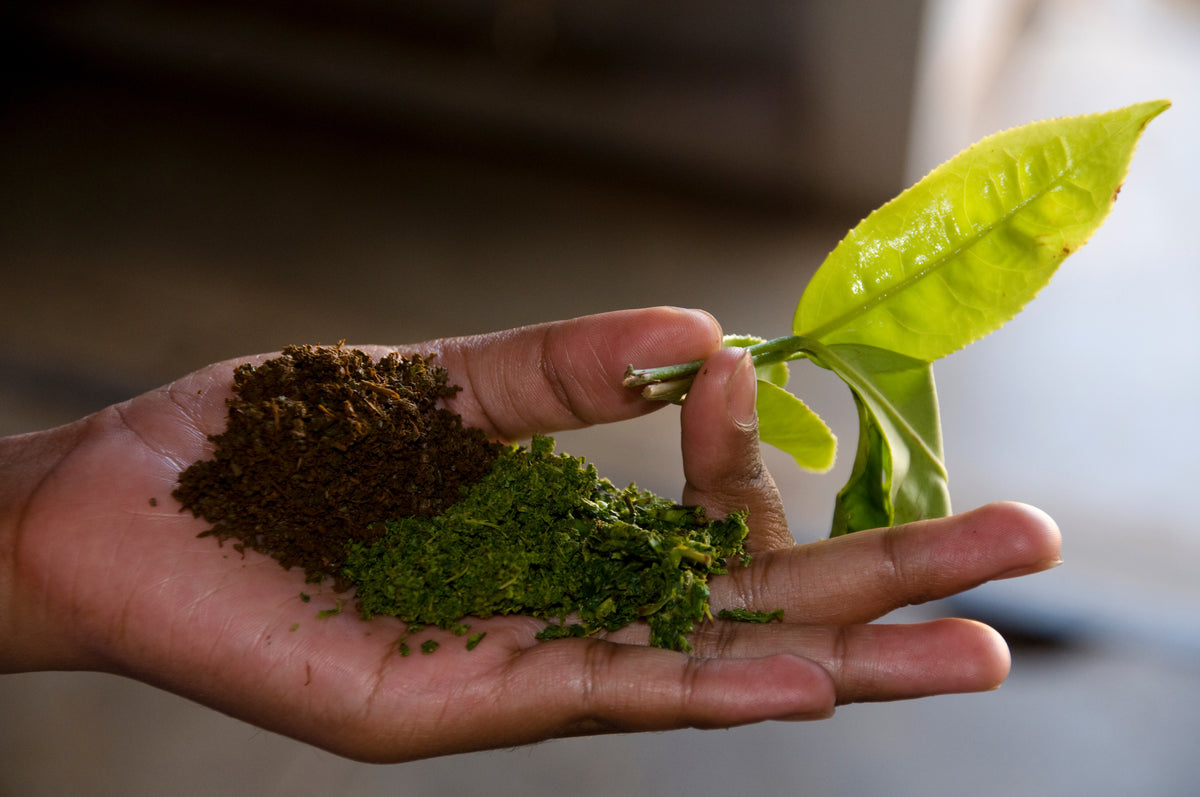 Jaroma Tea Australia | Organic Wellness Herbal Teas & Blends